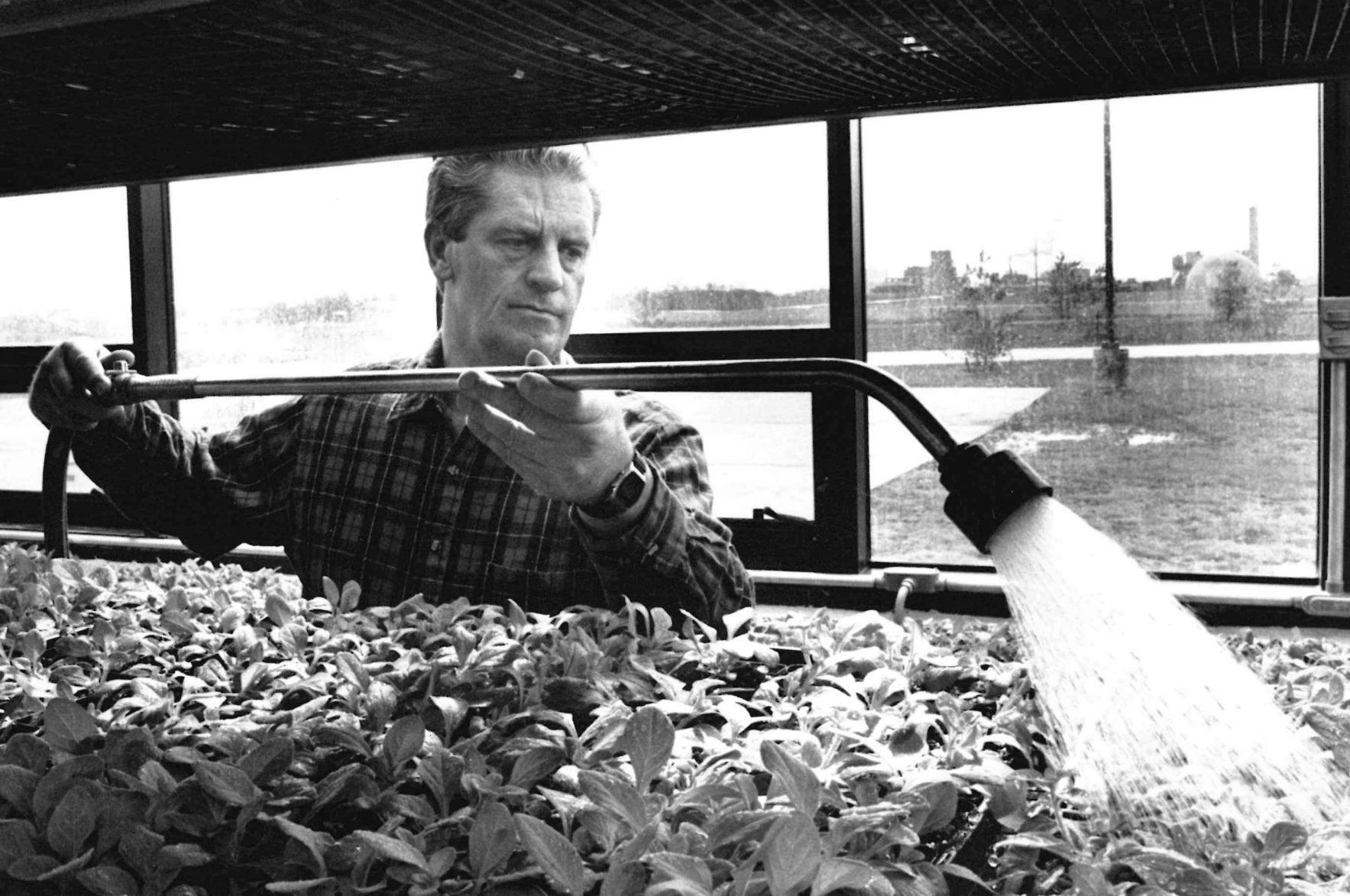 Greenhouse